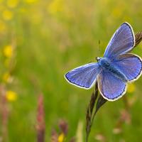 Common Blue 10 